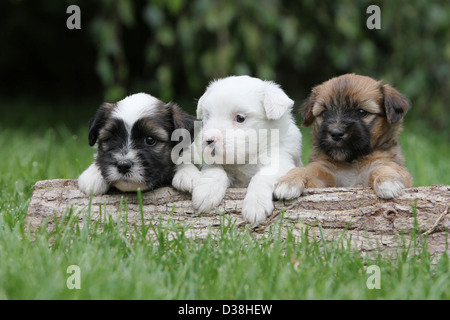 Chien Terrier tibétain / Tsang Apso trois chiots différentes couleurs allongé sur un bois Banque D'Images