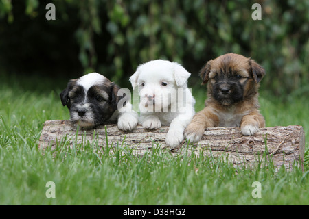 Chien Terrier tibétain / Tsang Apso trois chiots différentes couleurs allongé sur un bois Banque D'Images