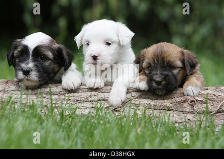 Chien Terrier tibétain / Tsang Apso trois chiots différentes couleurs allongé sur un bois Banque D'Images