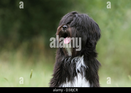 Chien Terrier tibétain / Tsang Apso portrait adultes Banque D'Images