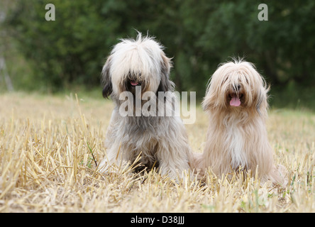 Chien Terrier tibétain / Tsang Apso deux adultes différentes couleurs assis dans un champ Banque D'Images