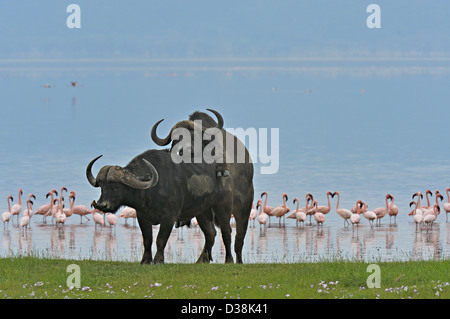 Deux jeunes buffles du Cap d'Afrique (Syncerus caffer) jouant dans le parc national de Nakuru de lac Banque D'Images