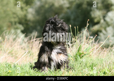 Chien Terrier tibétain / Tsang Apso chiot assis dans un pré Banque D'Images