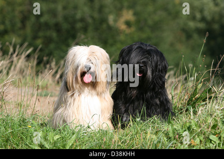 Chien Terrier tibétain / Tsang Apso deux adultes différentes couleurs assis dans un pré Banque D'Images