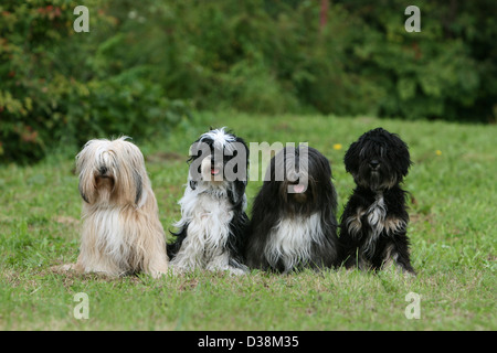 Chien Terrier tibétain / Tsang Apso deux adultes et deux chiots différentes couleurs assis dans un pré Banque D'Images