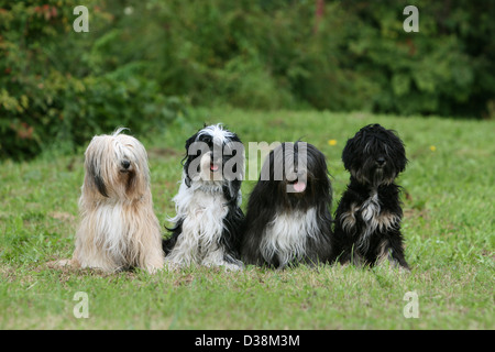 Chien Terrier tibétain / Tsang Apso deux adultes et deux chiots différentes couleurs assis dans un pré Banque D'Images