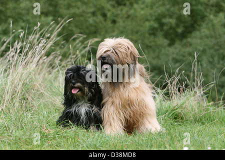 Chien Terrier tibétain / Tsang Apso chiot et adultes différentes couleurs dans un pré Banque D'Images