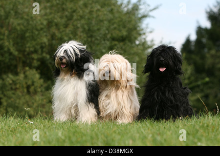 Chien Terrier tibétain / Tsang Apso trois adultes différentes couleurs dans un pré Banque D'Images