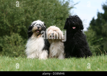 Chien Terrier tibétain / Tsang Apso trois adultes différentes couleurs assis dans un pré Banque D'Images