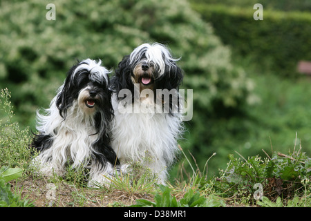 Chien Terrier tibétain / Tsang Apso deux adultes assis dans un pré Banque D'Images