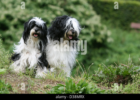 Chien Terrier tibétain / Tsang Apso deux adultes assis dans un pré Banque D'Images