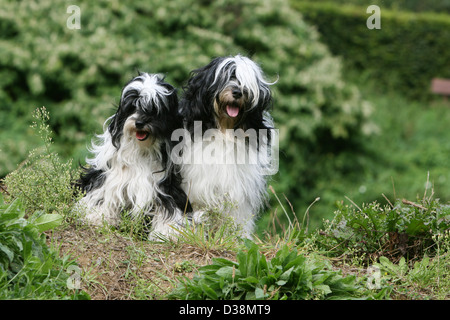 Chien Terrier tibétain / Tsang Apso deux adultes assis dans un pré Banque D'Images