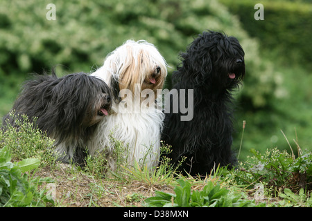 Chien Terrier tibétain / Tsang Apso trois adultes différentes couleurs assis dans un pré Banque D'Images