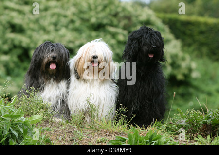 Chien Terrier tibétain / Tsang Apso trois adultes différentes couleurs assis dans un pré Banque D'Images