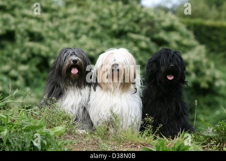 Chien Terrier tibétain / Tsang Apso trois adultes différentes couleurs assis dans un pré Banque D'Images