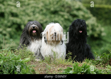 Chien Terrier tibétain / Tsang Apso trois adultes différentes couleurs assis dans un pré Banque D'Images