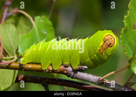 Luna moth insecte vert grub Caterpillar Banque D'Images