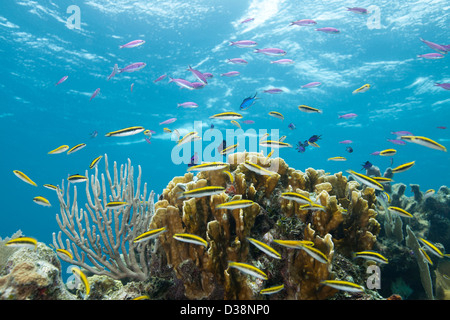 Des poissons colorés à des récifs coralliens tropicaux Banque D'Images