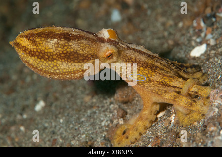 Un poison Ocellate Octopus dans le Détroit de Lembeh, au nord de Sulawesi. Banque D'Images