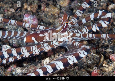 Un poulpe Wonderpus dans le Détroit de Lembeh, au nord de Sulawesi. Banque D'Images