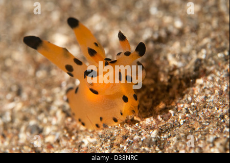 Un Thecacera sp. dans le Détroit de Lembeh, au nord de Sulawesi. Banque D'Images