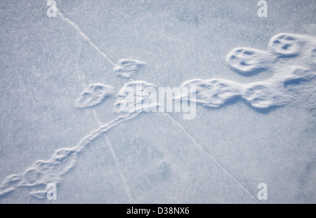 Close up d'empreintes dans la neige Banque D'Images