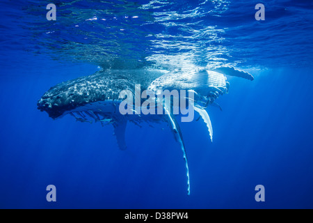 Les baleines à bosse nager sous l'eau Banque D'Images