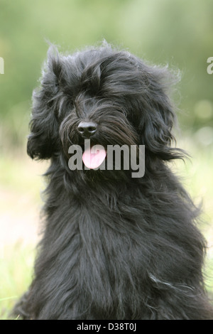 Chien Terrier tibétain / Tsang Apso portrait adultes Banque D'Images