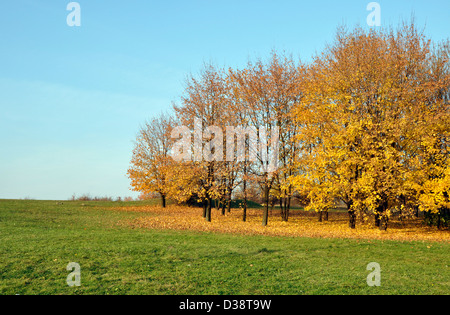 Scène d'automne. Arbres avec des feuilles jaunes dans un petit bois et champ d'herbe verte Banque D'Images
