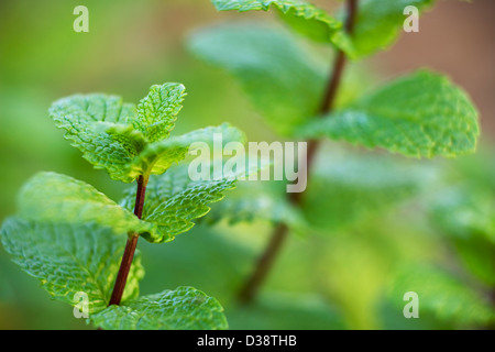 Close up of Mentha piperita Banque D'Images