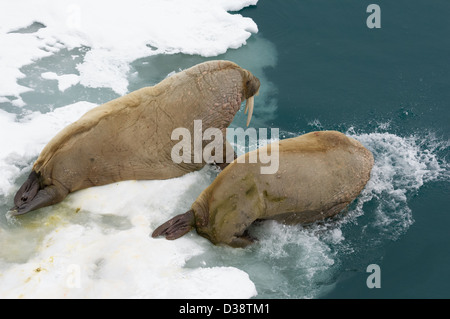 Le morse (Odobenus rosmarus) plongée sous-marine dans la mer de banquise flottante, près de Lee Kapp, Edgeøya Island, archipel du Svalbard, Norvège Banque D'Images