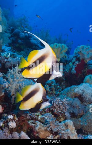 Red Sea Bannerfish, Heniochus intermedius, Rocky Island, Red Sea, Egypt Banque D'Images