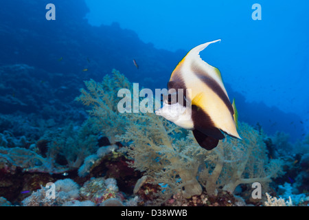 Red Sea Bannerfish, Heniochus intermedius, Rocky Island, Red Sea, Egypt Banque D'Images