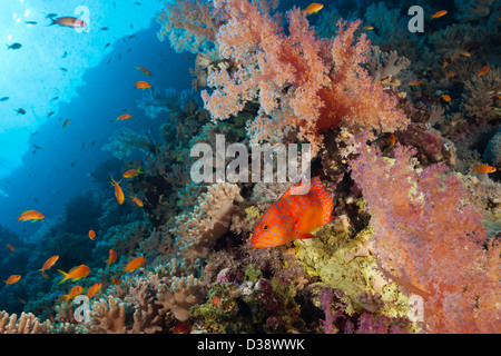 Coral Reef dans le mérou, Cephalopholis miniata, Rocky Island, Red Sea, Egypt Banque D'Images