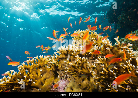 Lyretail Anthias et coraux de feu, Pseudanthias squamipinnis, Saint John's, Red Sea, Egypt Banque D'Images