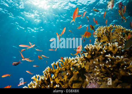 Lyretail Anthias et coraux de feu, Pseudanthias squamipinnis, Saint John's, Red Sea, Egypt Banque D'Images