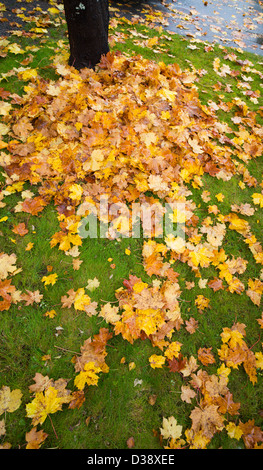 Tombée à l'automne feuilles d'érable Banque D'Images