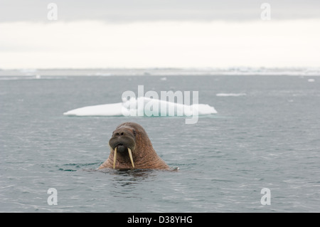 Le morse (Odobenus rosmarus) nager dans la mer à Edgeøya Kapp Lee, île, archipel du Svalbard, Norvège Banque D'Images