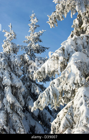 Branches de sapins dans la forêt de pin blanc recouvert de givre et de la neige en hiver Banque D'Images