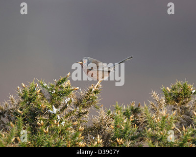 Dartford Warbler assis sur l'ajonc bush Banque D'Images