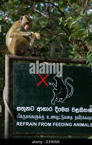 Toque Macaque (Macaca sinica) manger sur un 'refrain de nourrir les animaux' sign, Polonnaruwa, Sri Lanka Banque D'Images