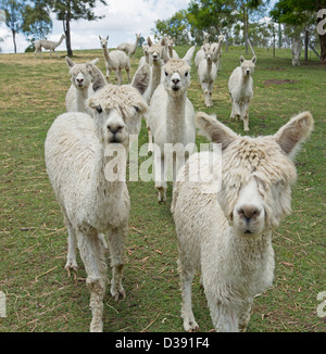 Troupeau d'alpagas Suri sur exploitation agricole en Australie Banque D'Images