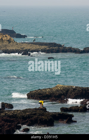 Pêcheurs dans la mer depuis les rochers escarpés autour de Essaouira, Maroc Banque D'Images