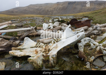 Les os de baleine d'une ancienne station baleinière, Valrossbukta, Bear Island (Bjørnøya), archipel du Svalbard, Norvège Banque D'Images