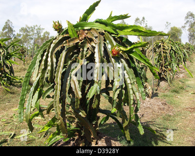 De la culture des cactus - Hylocereus undatus - dragonfruit / pitaya - unusual tropical fruit croissant sur une ferme en Australie Banque D'Images