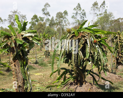 Cactus - Hylocereus undatus - dragonfruit / pitaya - unusual tropical fruit croissant sur une ferme en Australie Banque D'Images