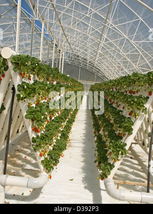 Des rangées de fraises rouges mûres et le feuillage des plantes poussant dans des émissions dans un vaste système hydroponique sur une ferme commerciale Banque D'Images