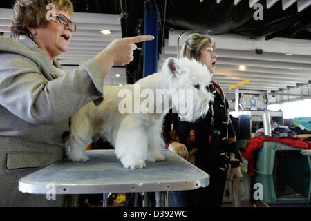 La ville de New York, États-Unis, 12 février 2013. West Highland White Terrier Bruno avec son gestionnaire dans la zone souterraine lors de la 137e assemblée annuelle Westminster Kennel Club Dog Show. Banque D'Images