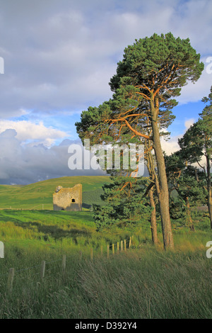 Tour Dryhope, Yarrow Valley, comté de frontières, Ecosse, Royaume-Uni Banque D'Images