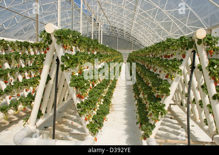 Des rangées de fraises rouges mûres et le feuillage des plantes poussant dans des émissions dans un vaste système hydroponique sur une ferme commerciale Banque D'Images